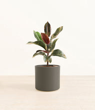 Load image into Gallery viewer, Dark Olive*****Profile