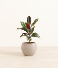 Load image into Gallery viewer, Desert Brown*****Profile