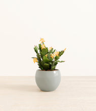 Load image into Gallery viewer, -Deep Ocean*****Profile