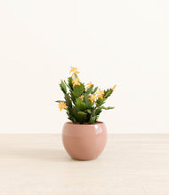 Load image into Gallery viewer, -Calm Rose*****Profile