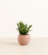 Load image into Gallery viewer, Calm Rose*****Profile