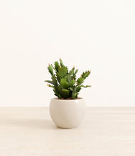 Load image into Gallery viewer, Shiny EggWhite*****Profile