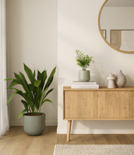 Load image into Gallery viewer, Aloe Vera