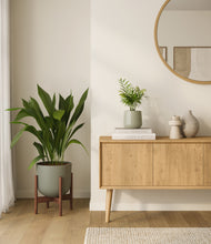 Load image into Gallery viewer, Aloe Vera stand:one_stand