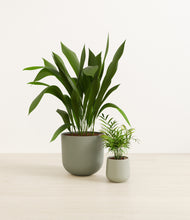 Load image into Gallery viewer, Aloe Vera