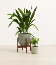 Load image into Gallery viewer, Aloe Vera stand:one_stand