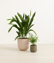 Load image into Gallery viewer, Olive Branch