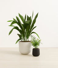 Load image into Gallery viewer, Orca