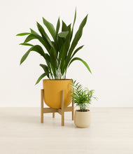 Load image into Gallery viewer, Tiger Lily stand:one_stand