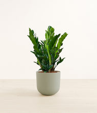 Load image into Gallery viewer, Sage Green*****Profile