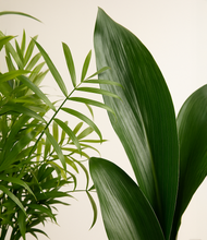 Load image into Gallery viewer, ALL