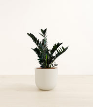 Load image into Gallery viewer, Natural Bamboo*****Profile