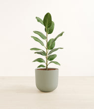 Load image into Gallery viewer, Sage Green*****Profile