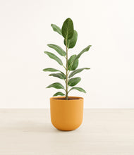 Load image into Gallery viewer, Sunset Orange*****Profile