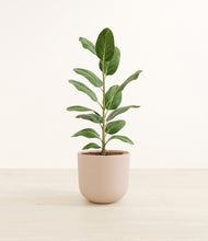 Load image into Gallery viewer, Sandy Pink*****Profile