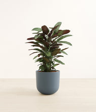 Load image into Gallery viewer, Iron Gray*****Profile