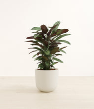 Load image into Gallery viewer, Natural Bamboo*****Profile