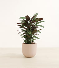 Load image into Gallery viewer, Sandy Pink*****Profile