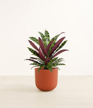 Load image into Gallery viewer, Earth Red*****Profile