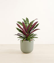 Load image into Gallery viewer, Sage Green*****Profile