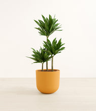 Load image into Gallery viewer, Sunset Orange*****Profile