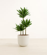 Load image into Gallery viewer, Natural Bamboo*****Profile