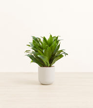 Load image into Gallery viewer, Natural Bamboo*****Profile