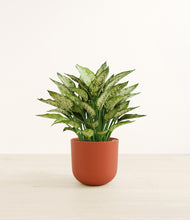 Load image into Gallery viewer, Earth Red*****Profile