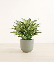 Load image into Gallery viewer, Sage Green*****Profile