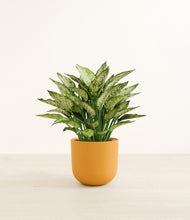 Load image into Gallery viewer, Sunset Orange*****Profile