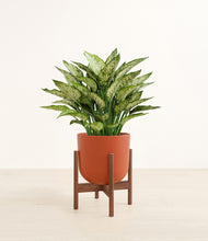 Load image into Gallery viewer, Earth Red stand:walnut