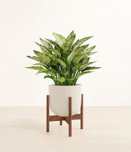 Load image into Gallery viewer, Natural Bamboo stand:walnut