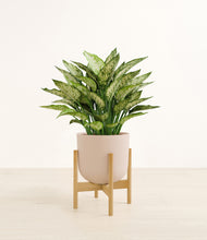 Load image into Gallery viewer, Sandy Pink stand:bamboo