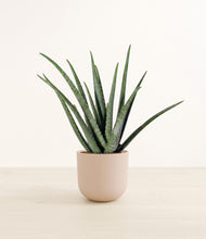 Load image into Gallery viewer, Sandy Pink*****Profile