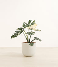 Load image into Gallery viewer, Natural Bamboo*****Profile