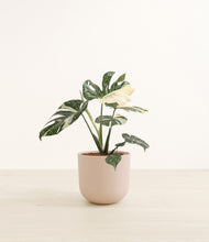 Load image into Gallery viewer, Sandy Pink*****Profile