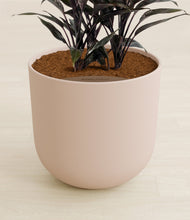 Load image into Gallery viewer, Sandy Pink stand:all