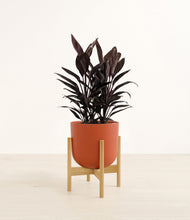 Load image into Gallery viewer, Earth Red stand:bamboo