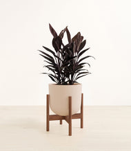 Load image into Gallery viewer, Sandy Pink stand:walnut