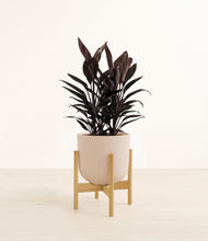 Load image into Gallery viewer, Sandy Pink stand:bamboo