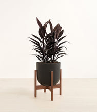 Load image into Gallery viewer, Stone Black stand:walnut