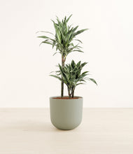 Load image into Gallery viewer, Sage Green*****Profile