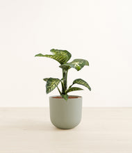 Load image into Gallery viewer, Sage Green*****Profile