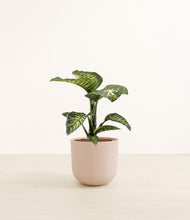 Load image into Gallery viewer, Sandy Pink*****Profile
