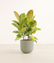 Load image into Gallery viewer, Sage Green*****Profile