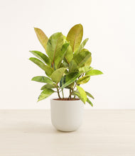 Load image into Gallery viewer, Natural Bamboo*****Profile