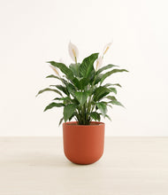 Load image into Gallery viewer, Earth Red*****Profile