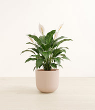 Load image into Gallery viewer, Sandy Pink*****Profile