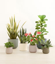 Load image into Gallery viewer, Countryside*****Profile