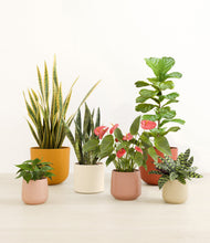 Load image into Gallery viewer, Evening Sky*****Profile